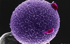 Человеческое яйцо с коронарными клетками