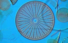 Kieselalge Arachnoidiscus spec