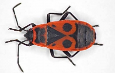 Feuerwanze Pyrrhocoris apterus