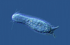 Bauchhärling Chaetonotus spec