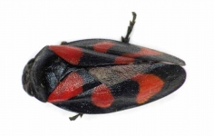 Blutzikade Cercopis vulnerata