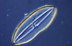 Kieselalge Diatomee Navicula spec