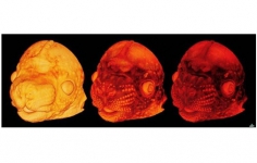Трехмерная модель развития головы мыши на стадии эмбриона