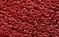 Красные кровяные тельца